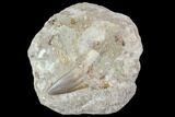 Otodus Shark Tooth Fossil in Rock - Eocene #111043-1